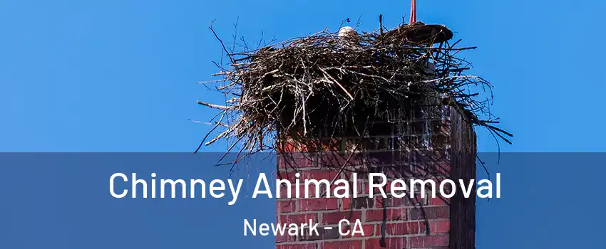 Chimney Animal Removal Newark - CA