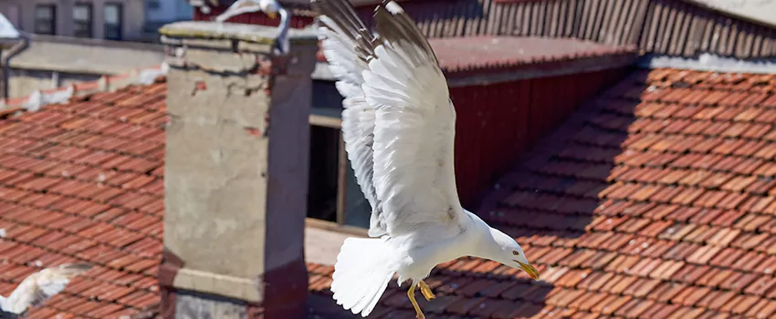 Residential Chimney Animal Removal Solution in Newark, CA