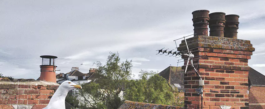 Chimney Cleaning And Restoration in Newark, California